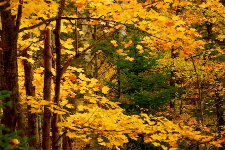 simsearch:400-04436466,k - Colorful fall forest background with maples trees Stock Photo - Budget Royalty-Free & Subscription, Code: 400-04944070