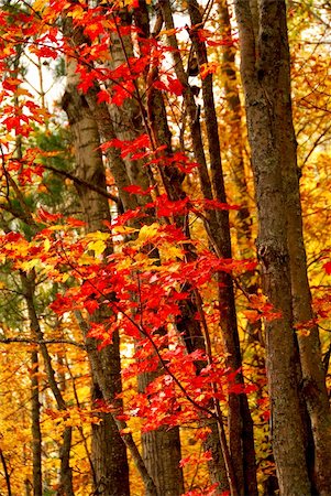 simsearch:400-04436466,k - Colorful fall forest background with red maples leaves Stock Photo - Budget Royalty-Free & Subscription, Code: 400-04944071