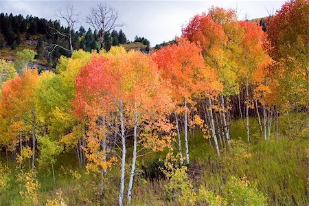 fall aspen leaves - Autumn in Colorado Stock Photo - Budget Royalty-Free & Subscription, Code: 400-04944243