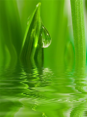 simsearch:400-06078050,k - Fresh grass with dew drops close up with reflection on water Stock Photo - Budget Royalty-Free & Subscription, Code: 400-04944337