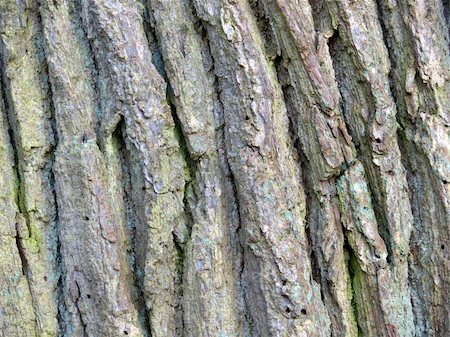 portrait of oak tree texture Fotografie stock - Microstock e Abbonamento, Codice: 400-04944347