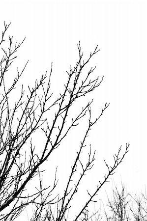Bare black winter branches. Stock Photo - Budget Royalty-Free & Subscription, Code: 400-04944680