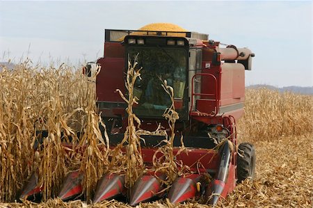 A mid west farmer harvesting corn in early November. Stock Photo - Budget Royalty-Free & Subscription, Code: 400-04944682