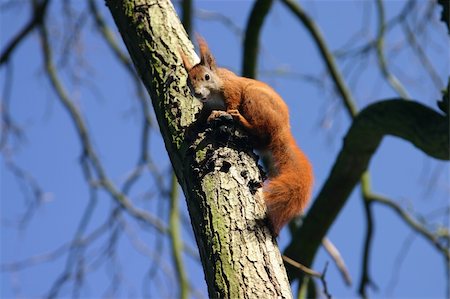 eating area - squirell sitting on a tree Stock Photo - Budget Royalty-Free & Subscription, Code: 400-04944774