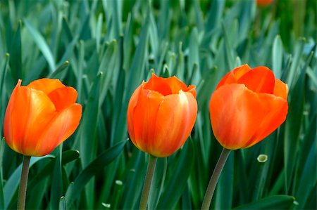 simsearch:400-04437778,k - Three tulips against a green background Photographie de stock - Aubaine LD & Abonnement, Code: 400-04944787