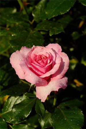 shrubs with thorns flower - A Pink Rose from the garden on a bright summer day after a drizzle Stock Photo - Budget Royalty-Free & Subscription, Code: 400-04944789