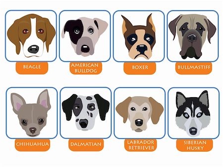 simsearch:400-04792278,k - illustration of purebred dogs, cartoon dog portraits Fotografie stock - Microstock e Abbonamento, Codice: 400-04944885