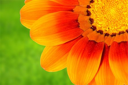 simsearch:400-04432314,k - Beautiful daisy on very blurry grass background Stock Photo - Budget Royalty-Free & Subscription, Code: 400-04944959