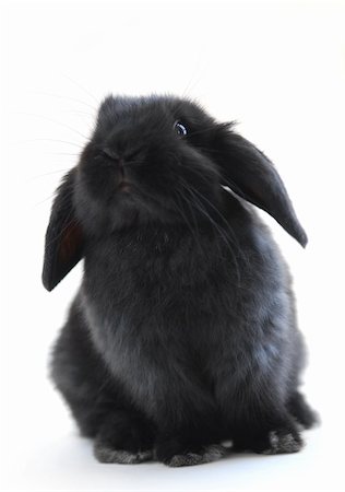 fluffy bunny floppy eared - Black holland lop bunny rabbit isolated on white background Stock Photo - Budget Royalty-Free & Subscription, Code: 400-04944977