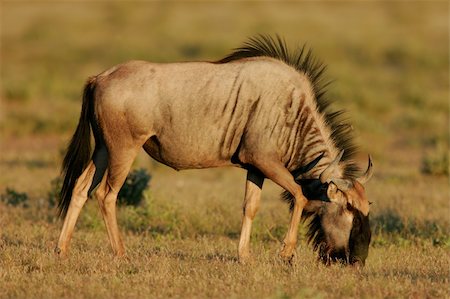 simsearch:400-07657090,k - A young blue wildebeest (Connochaetes taurinus), Etosha National Park, Namibia Fotografie stock - Microstock e Abbonamento, Codice: 400-04945024