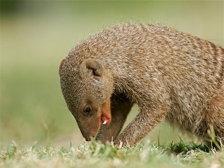 simsearch:400-04945024,k - Banded mongoose (Mungos mungo), Etosha National Park, Namibia Stockbilder - Microstock & Abonnement, Bildnummer: 400-04945027