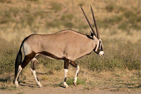 simsearch:400-06521553,k - A gemsbok antelope (Oryx gazella), Kalahari, South Africa Photographie de stock - Aubaine LD & Abonnement, Code: 400-04945074