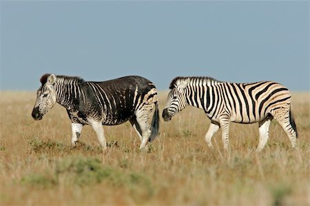 simsearch:400-04945024,k - Two Plains (Burchell's) Zebra (Equus quagga), one with a rare melanistic coloration, Etosha National Park, Namibia Stockbilder - Microstock & Abonnement, Bildnummer: 400-04945075