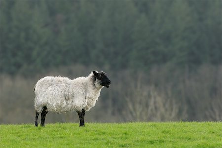 simsearch:400-04478701,k - Female sheep standing alone on grass. Stockbilder - Microstock & Abonnement, Bildnummer: 400-04945157