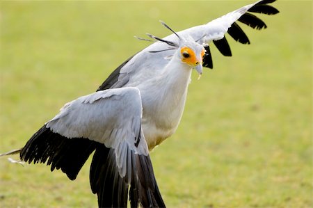 secretary bird - a snake hunting bird of prey Stock Photo - Budget Royalty-Free & Subscription, Code: 400-04945224