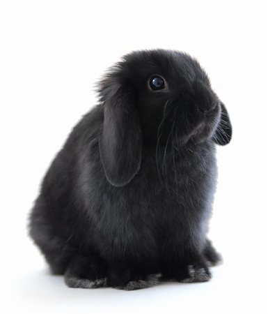 fluffy bunny floppy eared - Black holland lop bunny rabbit isolated on white background Stock Photo - Budget Royalty-Free & Subscription, Code: 400-04945444
