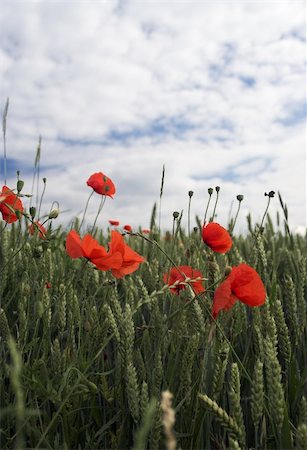 Coquelicots sur le champ de blé Photographie de stock - Aubaine LD & Abonnement, Code: 400-04945966