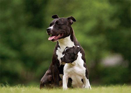 staffordshire terrier - great American Staffordshire Terrier on photo Stockbilder - Microstock & Abonnement, Bildnummer: 400-04946028