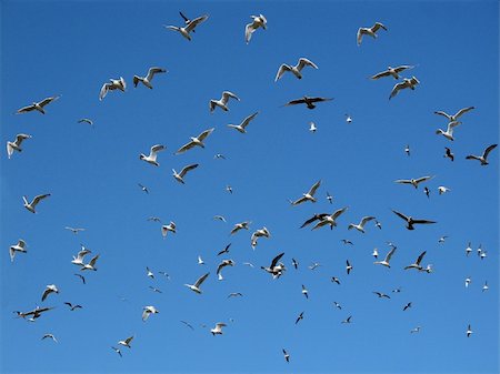 a lot of alarmed seagulls Foto de stock - Super Valor sin royalties y Suscripción, Código: 400-04946078