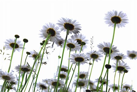 simsearch:400-04830667,k - Row of wild daisies isolated on white background Photographie de stock - Aubaine LD & Abonnement, Code: 400-04946164