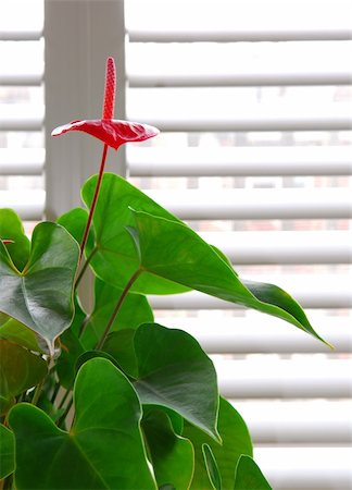 flamingo lily - Flowering house plant in a pot and glass wall with blinds Stock Photo - Budget Royalty-Free & Subscription, Code: 400-04946167