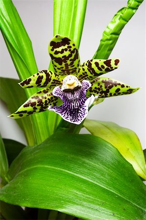 epiphytic orchid - Blooming orchid with one cute tiger-striped flower, genus Zygopetalum. Stock Photo - Budget Royalty-Free & Subscription, Code: 400-04946175