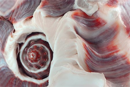 Extreme macro image of a seashell fragment Photographie de stock - Aubaine LD & Abonnement, Code: 400-04946306