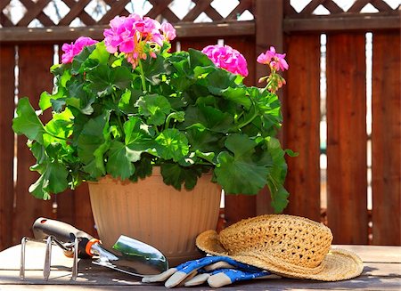 simsearch:400-04439731,k - Pot of geraniums flowers with gardening tools Photographie de stock - Aubaine LD & Abonnement, Code: 400-04946301