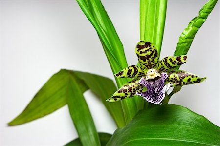 epiphytic orchid - Blooming orchid with one cute tiger-striped flower, genus Zygopetalum. Copyspace provided. Stock Photo - Budget Royalty-Free & Subscription, Code: 400-04946344