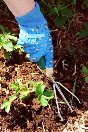 simsearch:400-04439731,k - Closeup on older woman's hand working the soil aroung strawberry plants Photographie de stock - Aubaine LD & Abonnement, Code: 400-04946489