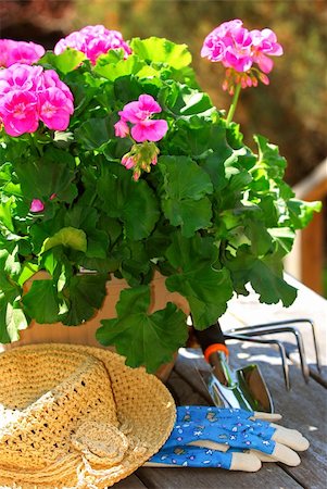 simsearch:400-04439731,k - Pot of geraniums flowers with gardening tools Photographie de stock - Aubaine LD & Abonnement, Code: 400-04946493