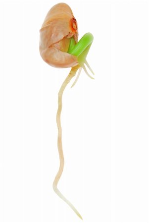 simsearch:400-06741123,k - String bean sprout close-up isolated on white background Stock Photo - Budget Royalty-Free & Subscription, Code: 400-04946624