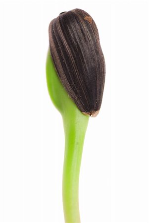 simsearch:400-06741123,k - Sunflower sprout close-up isolated on white background Stock Photo - Budget Royalty-Free & Subscription, Code: 400-04946623