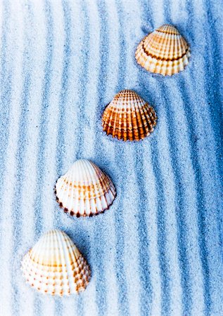 Shell - The hard, rigid outer calcium carbonate animals cover is called a shell. Stock Photo - Budget Royalty-Free & Subscription, Code: 400-04946768