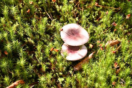 simsearch:400-04752784,k - Russula or russule Photographie de stock - Aubaine LD & Abonnement, Code: 400-04946857