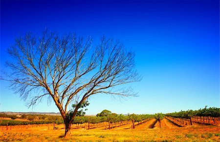 Tree and Vineyard bathed in summer light Stock Photo - Budget Royalty-Free & Subscription, Code: 400-04946859