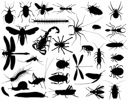 Collection of vector outlines of insects and other invertebrates Stock Photo - Budget Royalty-Free & Subscription, Code: 400-04947230