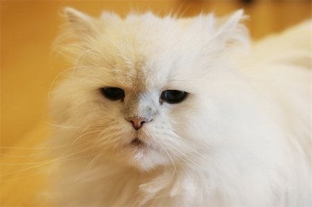 Beautiful white Persian pedigree cat Stock Photo - Budget Royalty-Free & Subscription, Code: 400-04947383