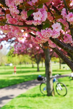 simsearch:400-04499588,k - Recreational trail among apple trees blooming in spring Fotografie stock - Microstock e Abbonamento, Codice: 400-04947493