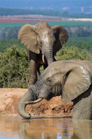 simsearch:400-04450374,k - African Elephant at the water hole Foto de stock - Royalty-Free Super Valor e Assinatura, Número: 400-04947564