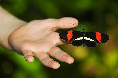 Small child's hand holding red and black butterfly with wings spread Foto de stock - Super Valor sin royalties y Suscripción, Código: 400-04947650
