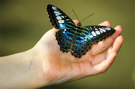 Small childs hand holding butterfly with wings spread Foto de stock - Super Valor sin royalties y Suscripción, Código: 400-04947651