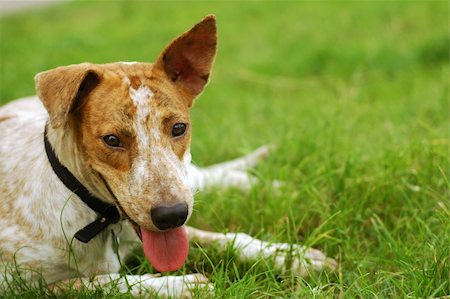 Dog relaxing on field after playing. Love doesn't have to be pedigree Stock Photo - Budget Royalty-Free & Subscription, Code: 400-04947677