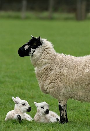 simsearch:400-04478701,k - Sheep standing in a field in spring with new born twin lambs lying down next to her. Stockbilder - Microstock & Abonnement, Bildnummer: 400-04947846