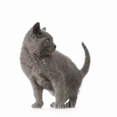 Chartreux Kitten in front of a white background Photographie de stock - Aubaine LD & Abonnement, Code: 400-04947864