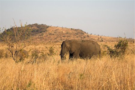 simsearch:400-04450374,k - Elephant in the Afrcan bush Foto de stock - Royalty-Free Super Valor e Assinatura, Número: 400-04947897