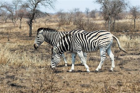 simsearch:400-04348140,k - Zebra in the African bush Foto de stock - Royalty-Free Super Valor e Assinatura, Número: 400-04947898