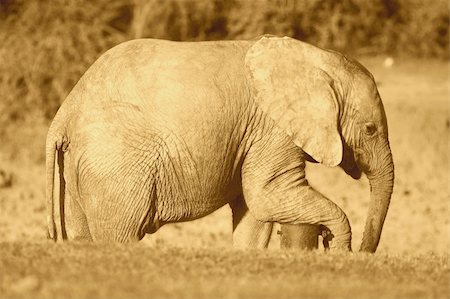 simsearch:400-05025714,k - African Elephant resting its leg on a waterpipe Foto de stock - Super Valor sin royalties y Suscripción, Código: 400-04947892