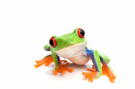 simsearch:400-03940235,k - frog macro - a red-eyed tree frog (Agalychnis callidryas) isolated on white Photographie de stock - Aubaine LD & Abonnement, Code: 400-04947913