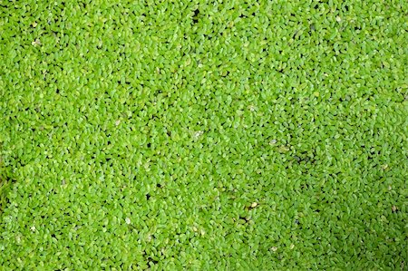 Duckweed in the  pond Stock Photo - Budget Royalty-Free & Subscription, Code: 400-04948466